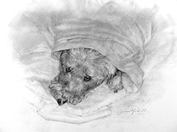 charcoal on paper of a dog looking up from under a blanket looking