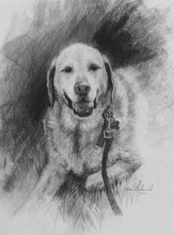 charcoal on paper of a golden retriever