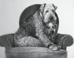 drawing of an Airedale and a wire-haired Dachshund-Lhasa Apso-mix dogs in charcoals