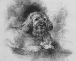 charcoal drawing of long haired dog