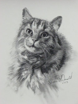 charcoal drawing of gray long-haired tabby cat