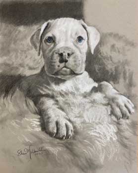 mixed media drawing of pit bull puppy with blue eyes